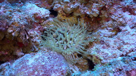 A-Sea-Anemone-waving-her-tentacles-slowly