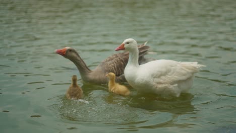 Familia-De-Patos-Nadando-En-El-Lago,-Vida-Animal-Familiar