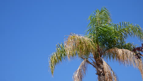 Eine-Palme-Mit-Blättern,-Die-Sanft-Im-Wind-Wehen,-Vor-Blauem-Himmel