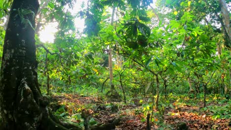 View-of-a-cocoa-plantation-with-the-sun-shining-through-the-trees-at-Prince-Island,Sao-Tome,Africa