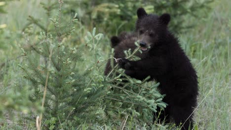 Two-black-grizzly-bear-cubs-engage-in-playful-antics-among-vibrant-greenery,-their-youthful-energy-is-palpable-as-they-explore-and-play-in-the-tranquil-forest-clearing-during-the-quiet-hours-of-dusk