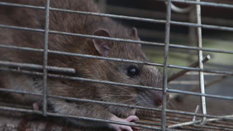 Closeup-of-an-adult-Brown-Rat-caught-in-a-live-trap