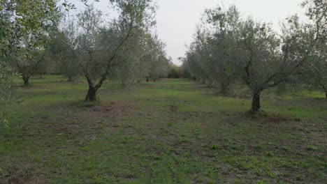 Drohne-Fliegt-Durch-Eine-Reihe-Von-Olivenbäumen