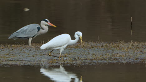 Great-egret--fishing-on-a-marsh-or-pond