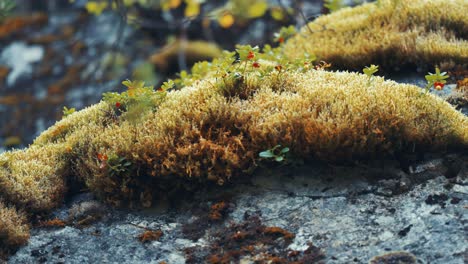 Soft-moss-decorated-with-red-cranberries-covers-dark-grey-stones