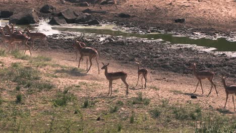 Impalas-Erschrecken-Sich-Wegen-Des-Windes,-Laufen-Zusammen-Und-Bewegen-Sich-Im-Gleichschritt,-Krüger-Nationalpark,-Südafrika