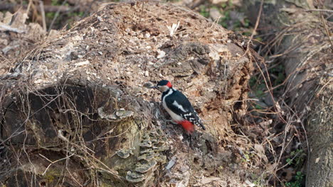 Great-spotted-woodpecker-male-bird-perched-on-old-tree-log-looking-for-food-pecking-bark-with-bill