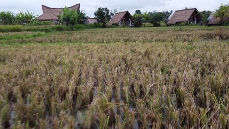 Drone-Flying-Low-Over-Rice-Fields-Towards-Thatched-Eco-Huts-in-Ubud,-Bali