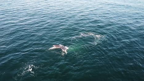 Dos-Ballenas-Grises-Nadando-Cerca-De-Baja-California-Sur,-México,-Visibles-Sobre-El-Agua.