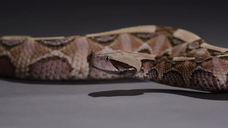 Gaboon-viper-snake-exploring-close-to-ground---follow-cam