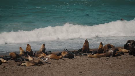 Patagonian-Sea-Lion-Lying-In-The-Coastline-Of-Beach-In-Peninsula-Valdes,-Chubut,-Argentina