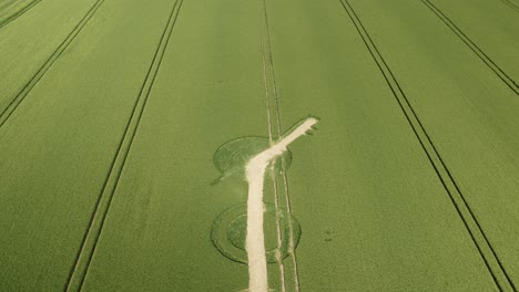 Aerial-view-reveal-of-Winterbourne-Bassett-crop-circle-ruined-by-farmer-on-Wilshire-barley-field