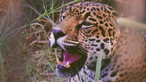 Male-jaguar-Panthera-onca-lying-down-with-mouth-open,-showing-fangs-and-tongue