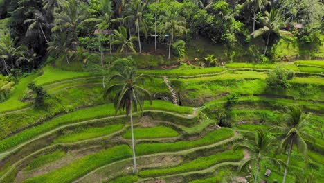 Impresionantes-Terrazas-De-Arroz-De-Tegallalang-En-Bali,-Indonesia.