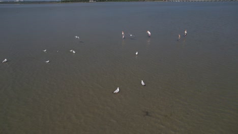 Aves-Video-Cinematográfico-De-Aves-Imágenes-Aéreas-De-Aves-Cazando-Peces-En-Una-Tierra-Estancada-De-Agua-Dulce