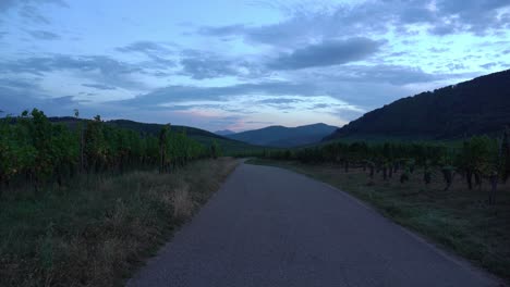 Viñedos-De-Las-Afueras-Del-Pueblo-De-Riquewihr-Durante-El-Hermoso-Atardecer