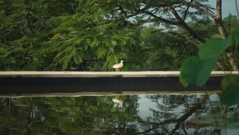 Bird-taking-off-from-pool-edge-in-tropical-green-jungle