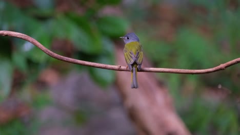 Seen-from-its-back-while-looking-around-in-the-forest,-Grey-headed-Canary-flycatcher-Culicicapa-ceylonensis,-Thailand