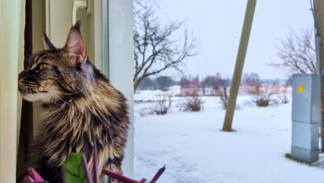 Cat-purs-as-it-sits-at-window-sill-staring-outside-on-snowy-day,-handheld