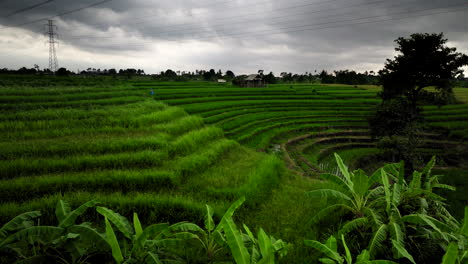 Rice-fields-in-Bali-countryside-on-slope-with-power-cables-running-over,-aerial