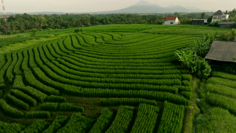 Reisfelder-Erstrecken-Sich-Endlos,-Leuchtende-Farben-Bilden-Einen-Lebendigen-Patchwork-Quilt