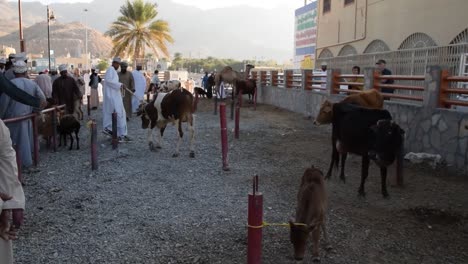 Kühe-Auf-Dem-Traditionellen-Ziegenmarkt-In-Nizwa,-Oman