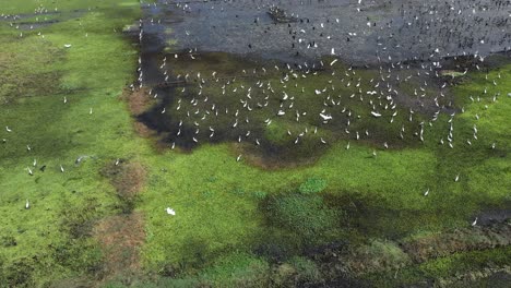 Aerial-drone-view-drone-camera-is-moving-forward-where-many-different-birds-like-heron-are-visible-and-Dawn-is-moving-upwards-where-there-are-many-water-and-small-bushes-around