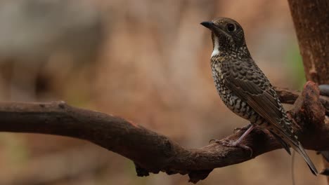 Facing-to-the-left-as-the-camera-zooms-out,-White-throated-Rock-Thrush-Monticola-gularis-Female,-Thailand