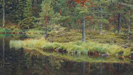 Pine-trees-and-green-grass-reflected-in-the-dark-waters-of-the-swampy-lake-in-Norwegian-tundra