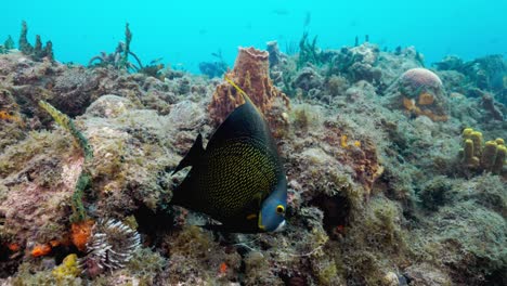 A-French-angel-fish-swimming-close-to-the-reef-on-a-nice-dive