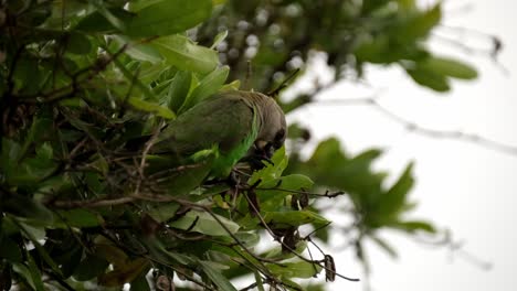 Braunköpfiger-Papagei,-Der-Samen-In-Einem-Baum-Frisst