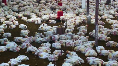 Indoor-broiler-chicken-farm-huge-group-of-poultry-livestock-for-industry-farming