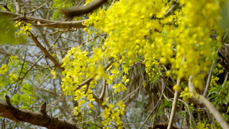 the-golden-shower-flower-Indian-laburnum-plant-Kanikonna-