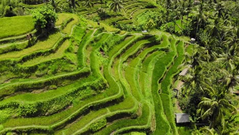 Atemberaubende-Tegallalang-Reisterrasse-Auf-Bali,-Indonesien