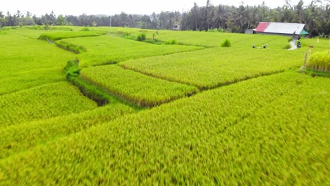 Vuelo-A-Baja-Altitud-Sobre-El-Paisaje-Escénico-De-Campos-De-Arroz-Verdes-De-La-Aldea-De-Ubud-En-Bali,-Indonesia---Tiro-Aéreo-Hacia-Atrás-Con-Plataforma-Rodante