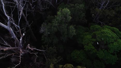 Wildlife-Szene-Im-Geschützten-Wald-Des-Hinterlandes-Von-Noosa,-Queensland,-Australien