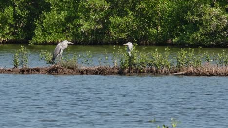 Two-individuals-facing-each-other-as-the-camera-zooms-out-and-sliding-to-the-left,-Grey-Heron-Ardea-cinerea,-Thailand