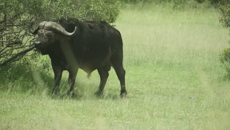 African-buffalo-standing-by-a-bush-in-the-shade