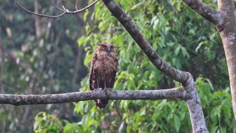 Camera-zooms-in-while-this-owl-looks-forward-during-the-morning,-Buffy-Fish-Owl-Ketupa-ketupu,-Juvenile,-Thailand