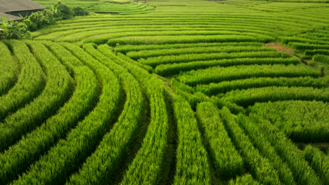 Abstract-aerial-dolly-view-of-lush-terraced-rice-field-rows-at-golden-hour