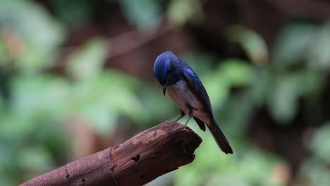 Looking-down-then-up-as-the-camera-zooms-out,-Hainan-Blue-Flycatcher-Cyornis-hainanus,-Male,-Thailand