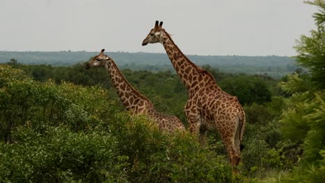 Giraffen-Stehen-Hoch-Zwischen-Den-Bäumen