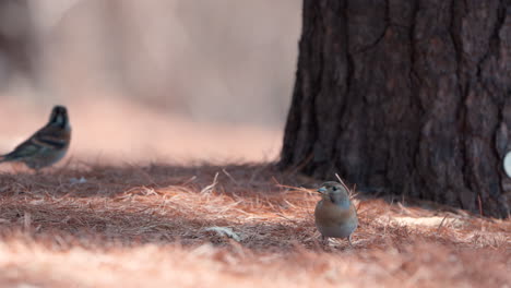 Flock-of-Bramblings-birds-ransacking-in-fallen-pine-needles-looking-for-seeds-or-nuts