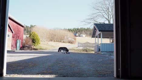 Escena-De-Mascotas-De-Perros-Juguetones-En-El-Patio-De-Una-Aldea-Rural