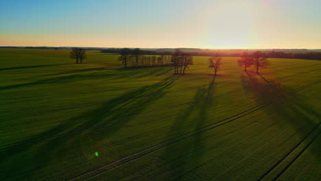 Tree-line-casting-shadows-on-agriculture-field-during-sunset,-aerial-drone-view