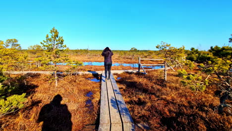Beautiful-woman-walking-on-wooden-pathway-leading-through-swamps-on-sunny-day,-back-follow-view