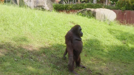 Orangutan-standing-on-grass,-raising-and-lowering-its-arms,-resembling-exercise