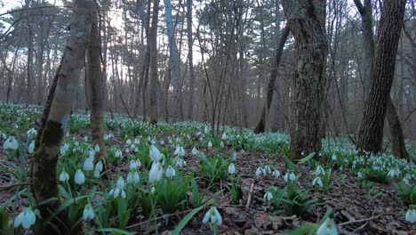 Beobachten-Sie-Die-Wunderschönen-Schneeglöckchen-Auf-Der-Waldlichtung---Ein-Magischer-Anblick-Der-Natur-Und-Des-Erwachens-Des-Frühlings