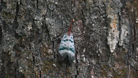 Descansando-Sobre-La-Corteza-Moviéndose-Un-Poco-Mientras-Un-Insecto-Se-Mueve-A-Su-Derecha,-Chinche-Linterna-Pyrops-Ducalis,-Tailandia