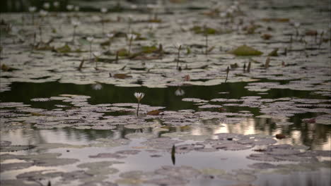 Slow-motion-a-tranquil-scene-of-a-pond-full-of-lily-pads-and-some-bees-flying-around
